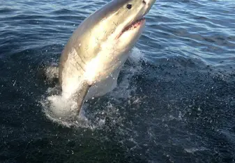 Shark cage diving with Great White Sharks