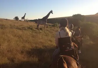 Horse back riding with giraffes