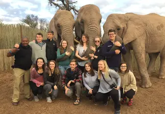 Garden Route elephants