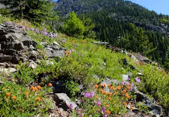 I will never be able to grasp how beautiful the flowers were