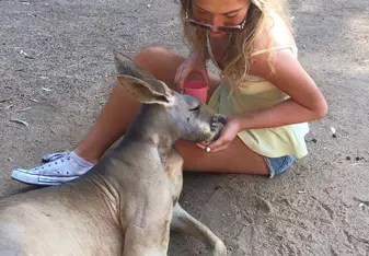 aussie