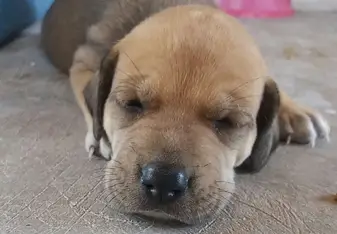 Dog