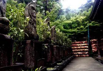 Beautiful forest
