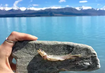 Lake Tekapo