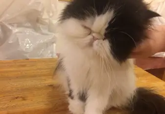 Cat cafe