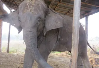 elephant