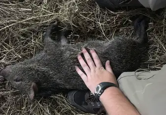 a furry animal lying on the floor