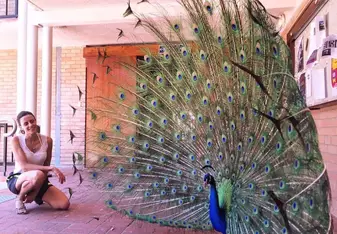 peacock