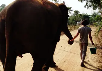 Elephant Walk