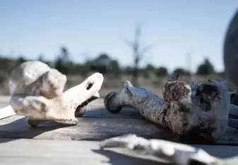 bones, Australia, history, EOTO, Mungo National Park