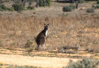 kangaroo, Mungo National Park, Australia, EOTO