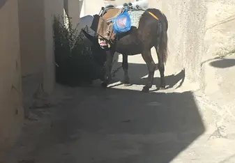 Donkey