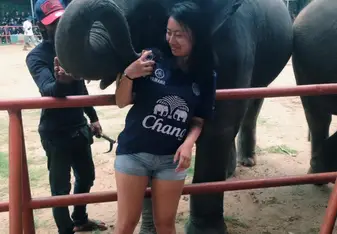 Visiting the Elephants 