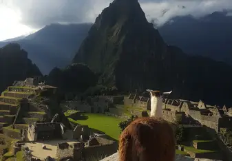 Lama at Machu Picchu