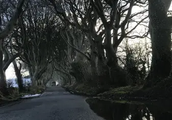 The Dark Hedges 