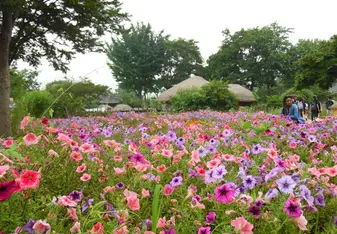 the beautiful flowers