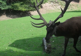 The Deer