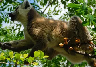 A young male ring-tailed lemur foraging on some fruit