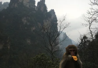 Zhongjiajie National Forest Park (Avatar Mountains)