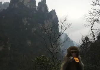 Zhongjiajie National Forest Park (Avatar Mountains)