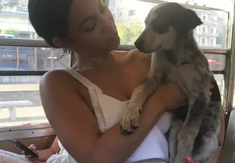 Stray puppies everywhere!
