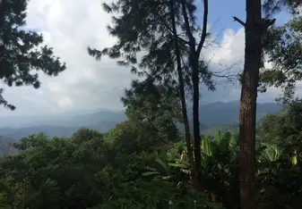 The trees