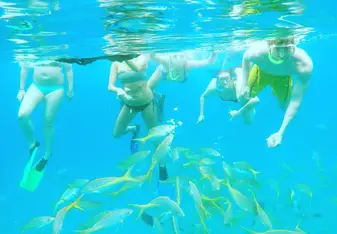 swim with fish