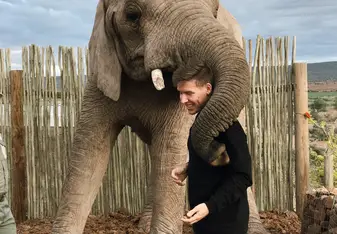 Elephants in Knysna