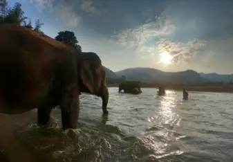 Elephants in River at Elephant Sanctuary 