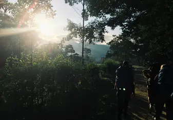 walking in the forest