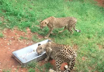 Ann van Dyk Cheetah Centre 