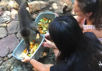 Bush Babies Monkey Sanctuary 