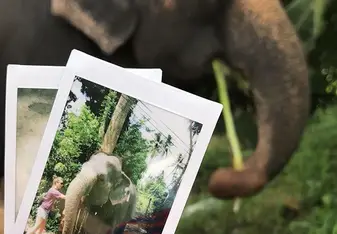 elephant experience 