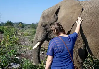 A lady touches an elephant.