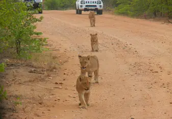 lion cubs