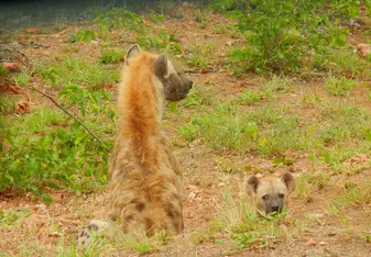 Hyenas