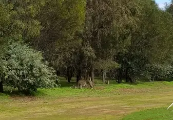 kangaroo sighting