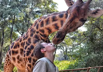 Guy kisses a giraffe.