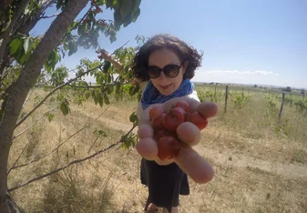 woman picking grapes from the tree