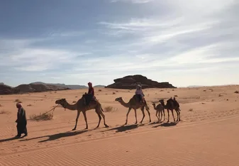 camels on a desert 