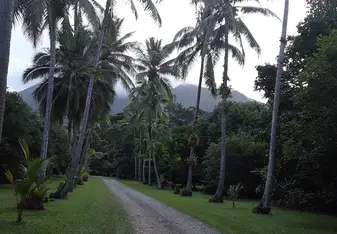 Fruit farm in Daintree