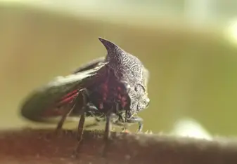 Insect