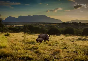 Rhino with calf