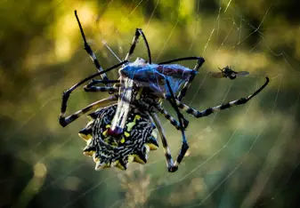 Spider