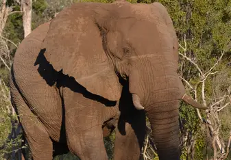 🐘🐘🐘