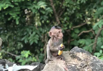 Monkey from Bang Saen 