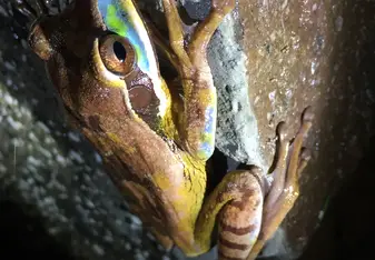 Tree frog