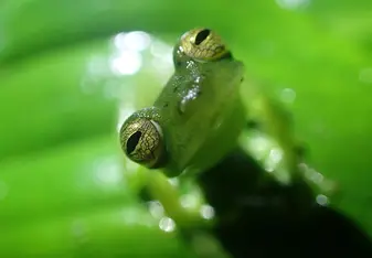 Glass frog