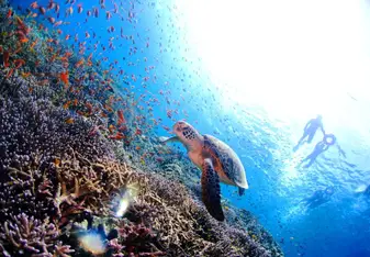 Some of the diving seasons