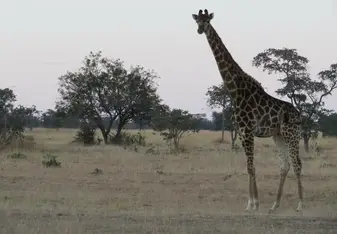 Giraffe 